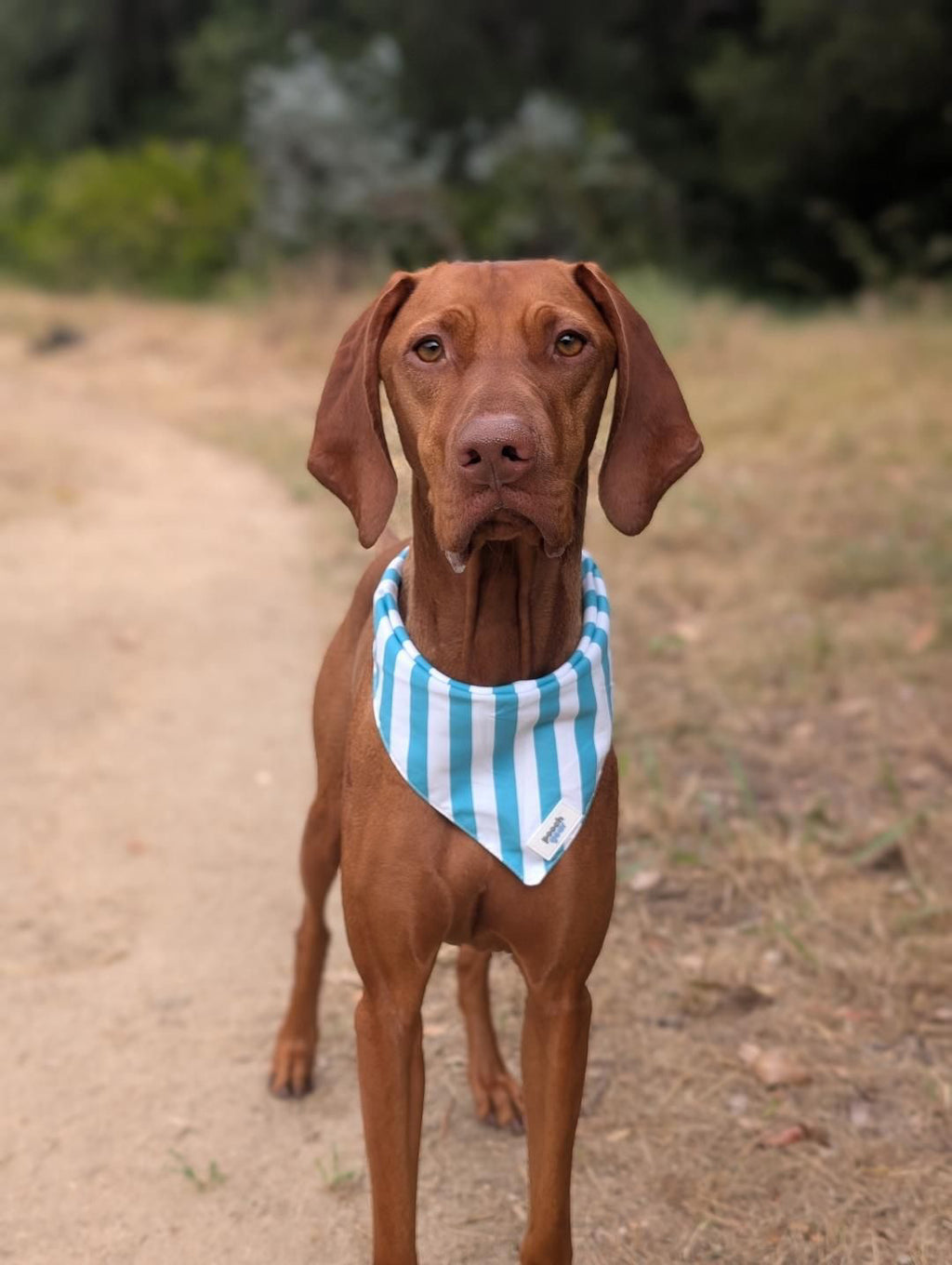 Seaside Stripes Dog Bandana