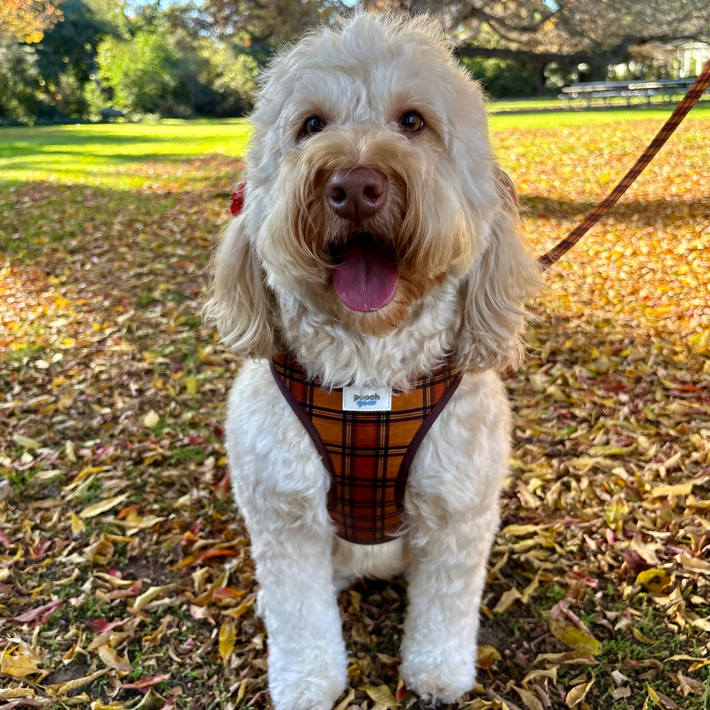 Chestnut Checks Dog Harness