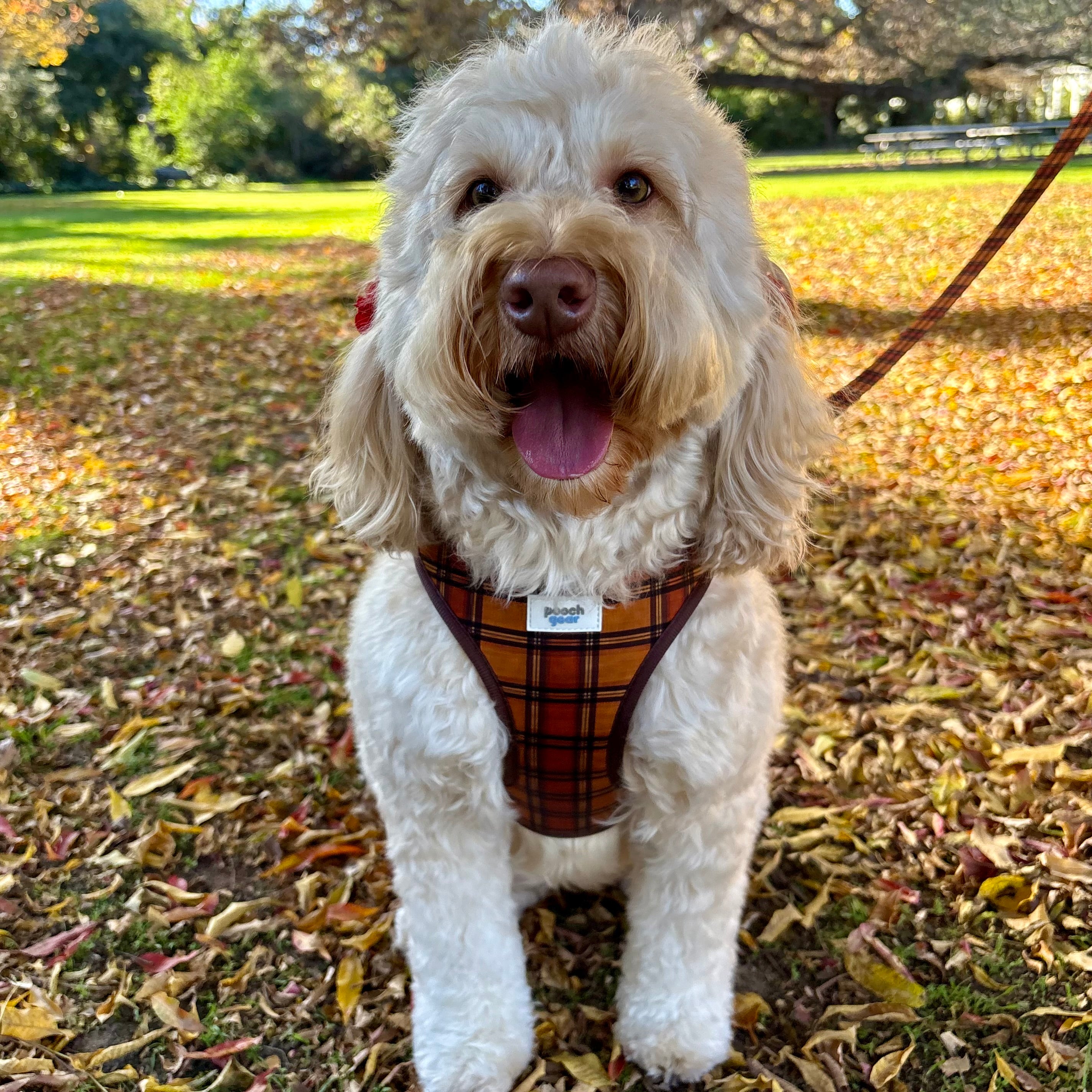 Chestnut Checks Dog Harness