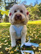 Blueberry Picnic Harness Walk Set