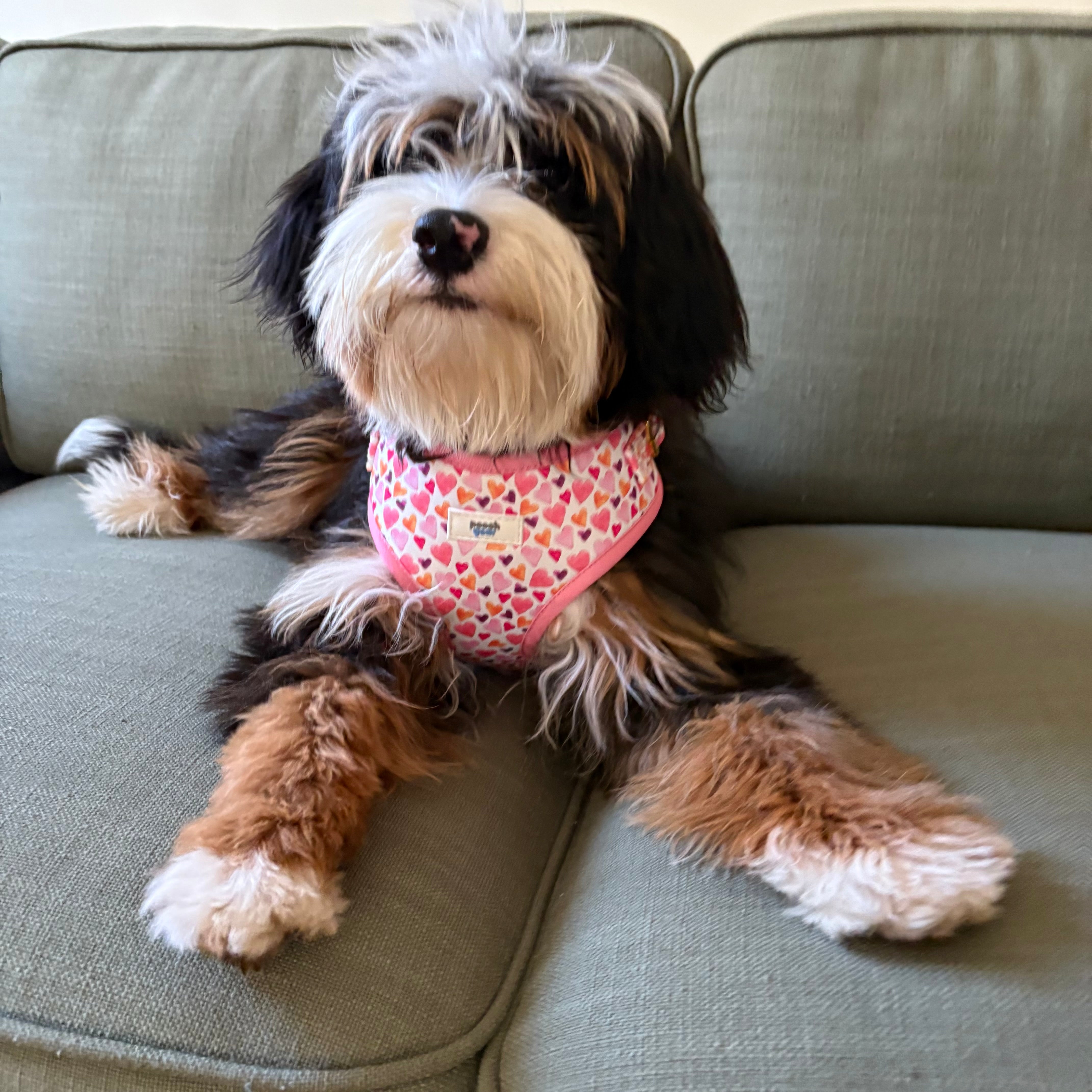 Pawfect Love Dog Harness