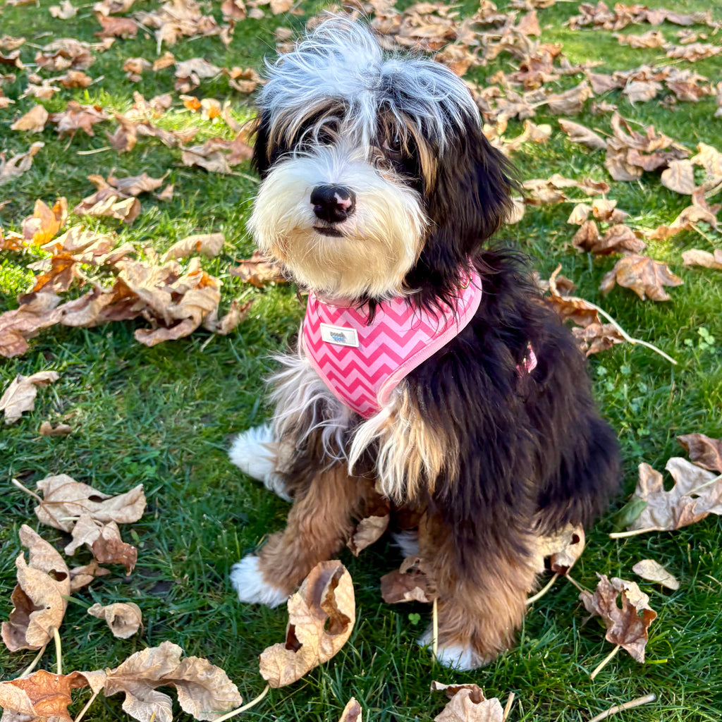 Ziggy Pink Dog Harness