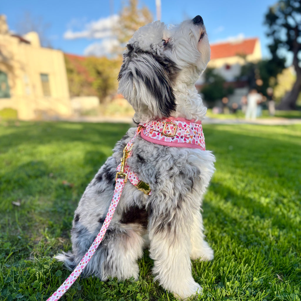Pawfect Love Harness Walk Set