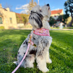 Pawfect Love Harness Walk Set