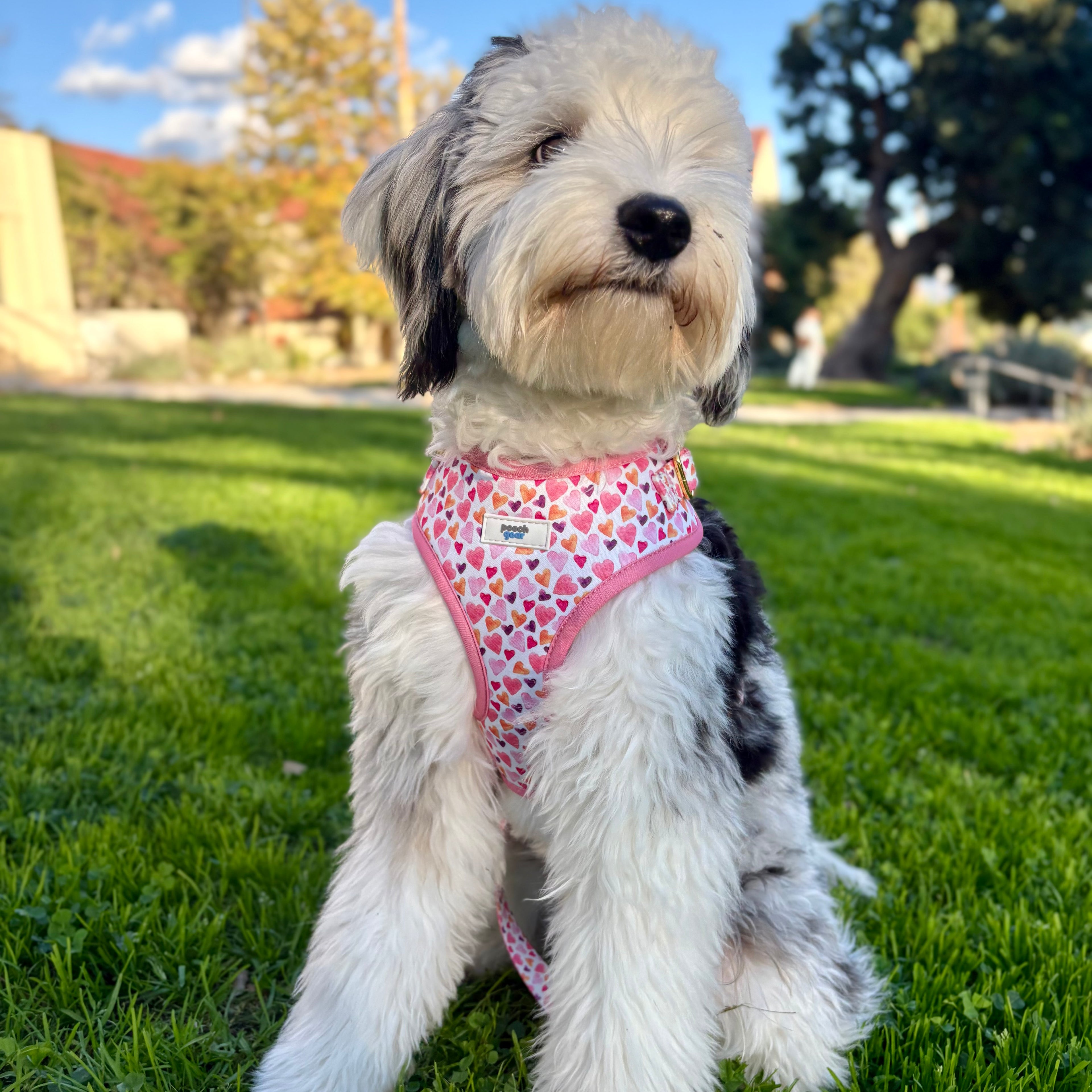 Pawfect Love Dog Harness