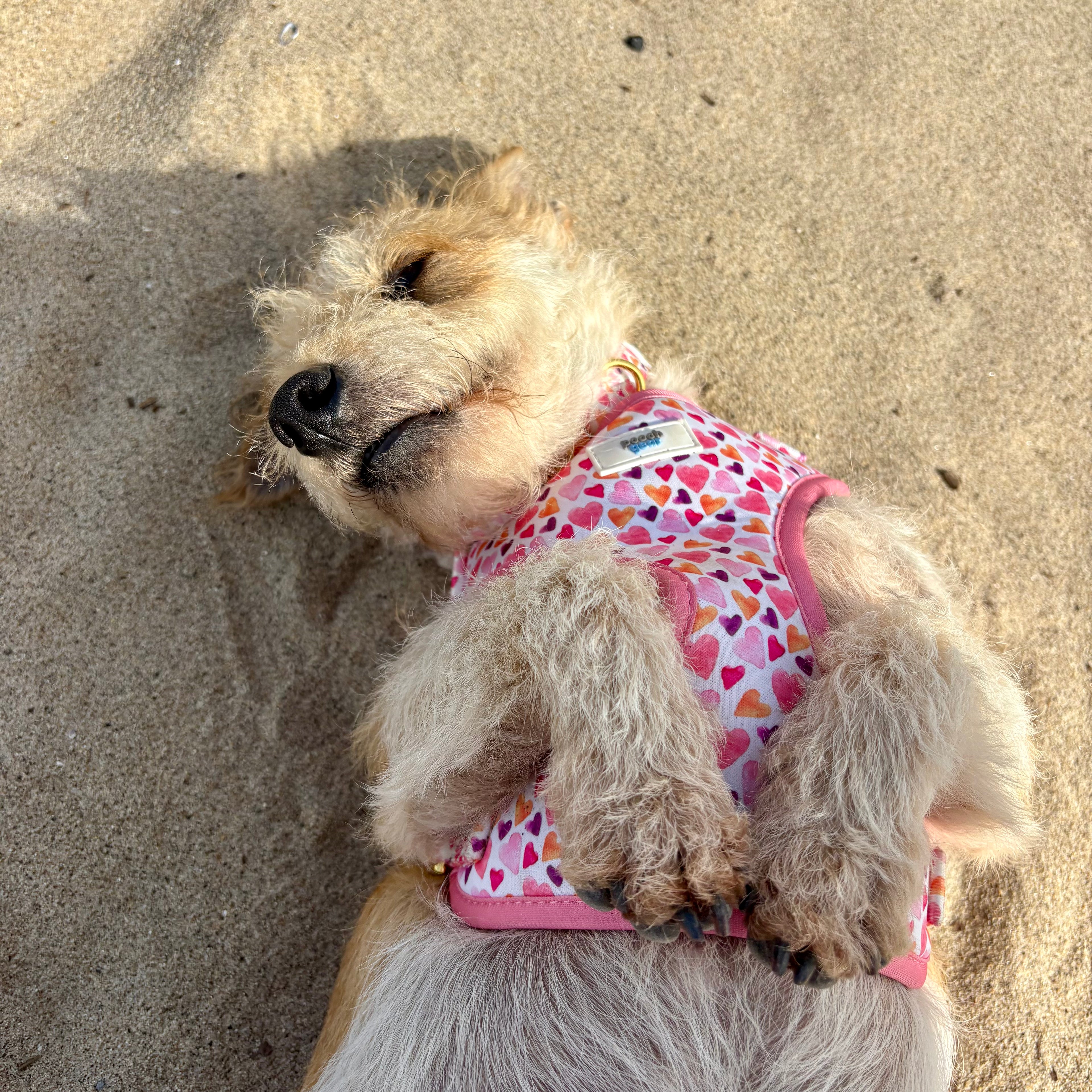 Pawfect Love Dog Harness