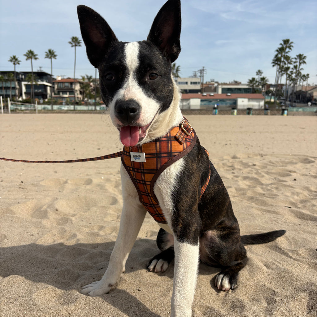 Chestnut Checks Dog Harness