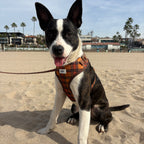 Chestnut Checks Dog Harness