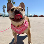 Ziggy Pink Dog Harness