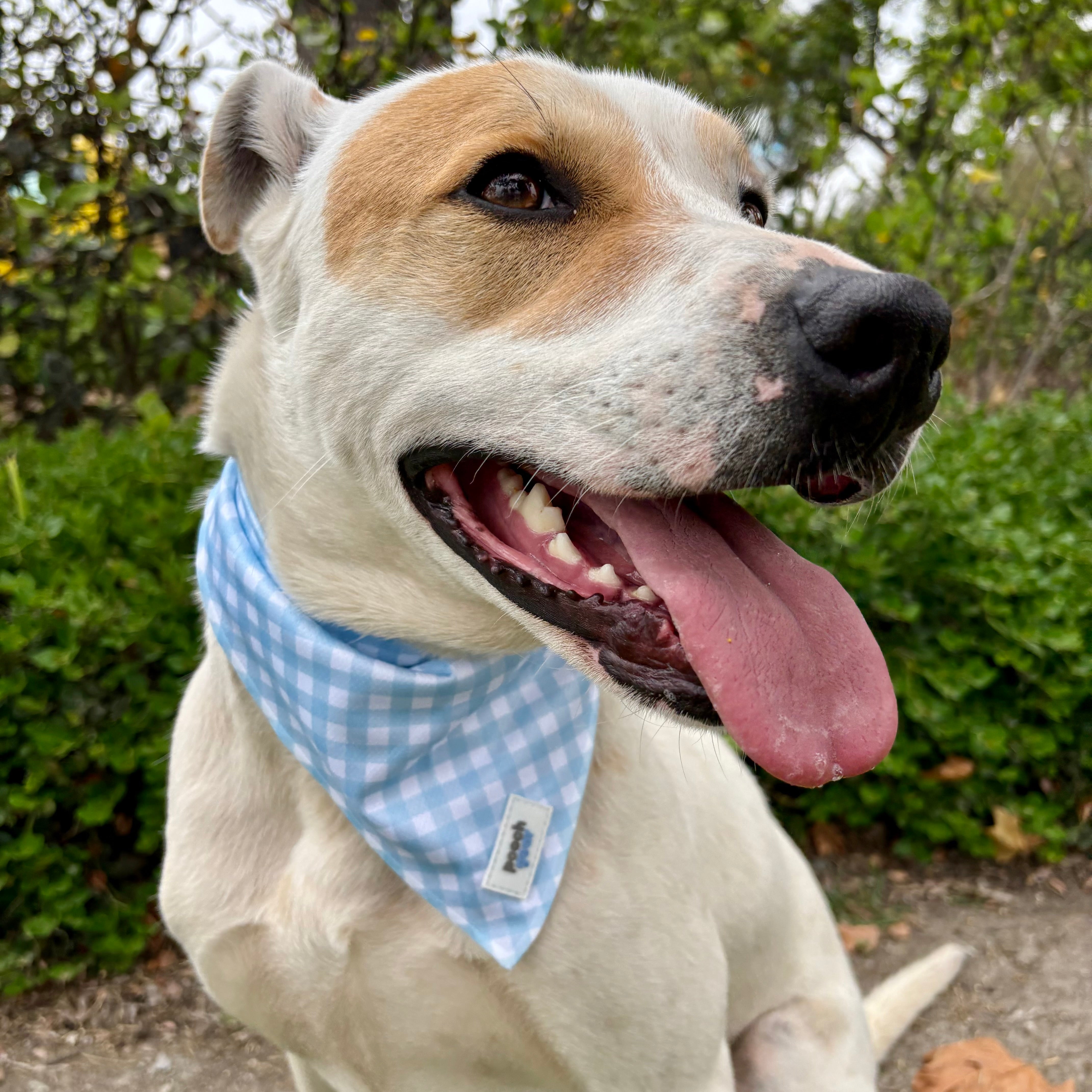 Blueberry Picnic Dog Bandana