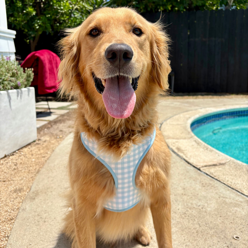 Blueberry Picnic Dog Harness