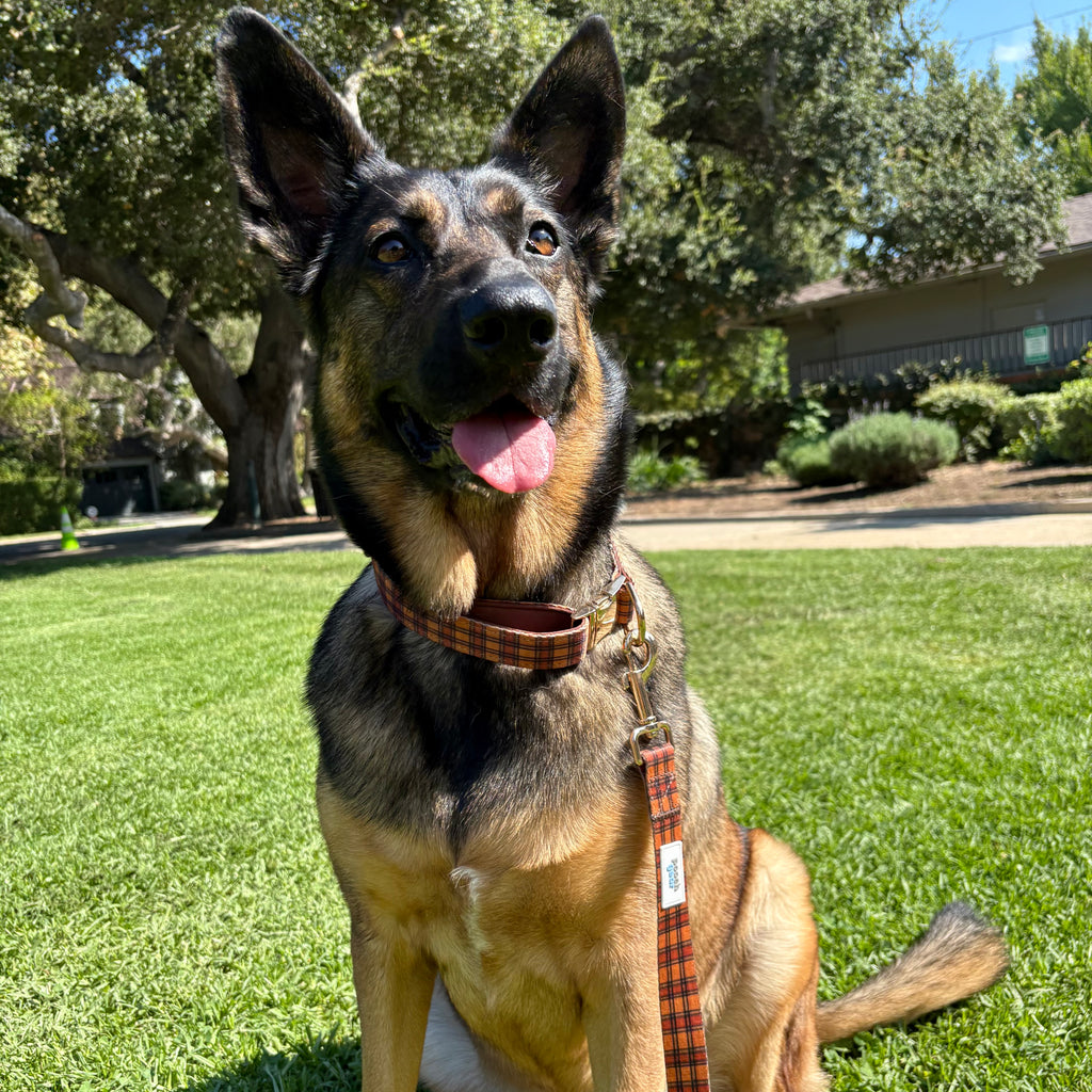 Chestnut Checks Dog Collars