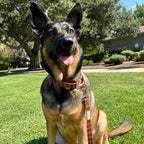 Chestnut Checks Dog Collars