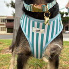 Seaside Stripes Dog Harness