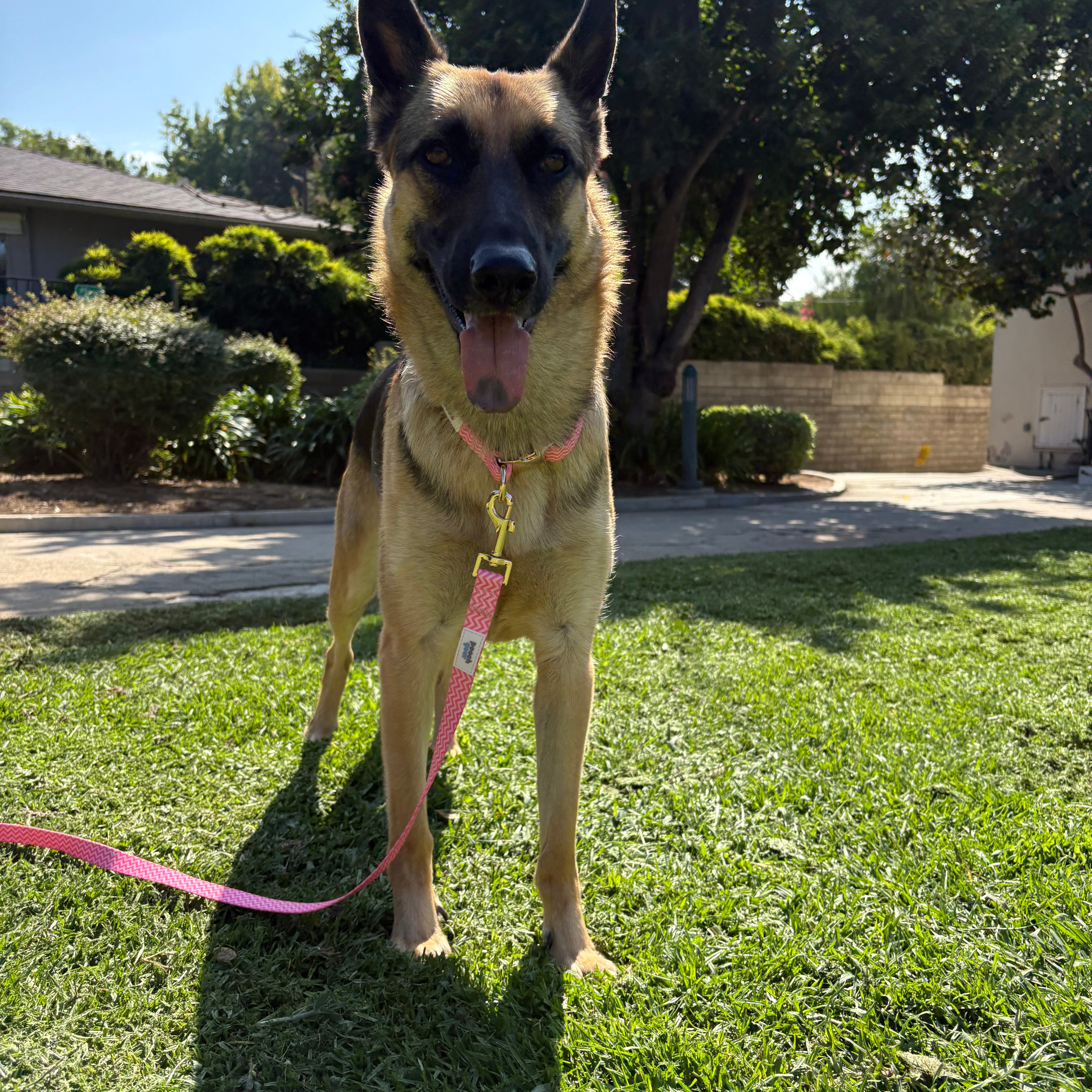 Ziggy Pink Collar Walk Set