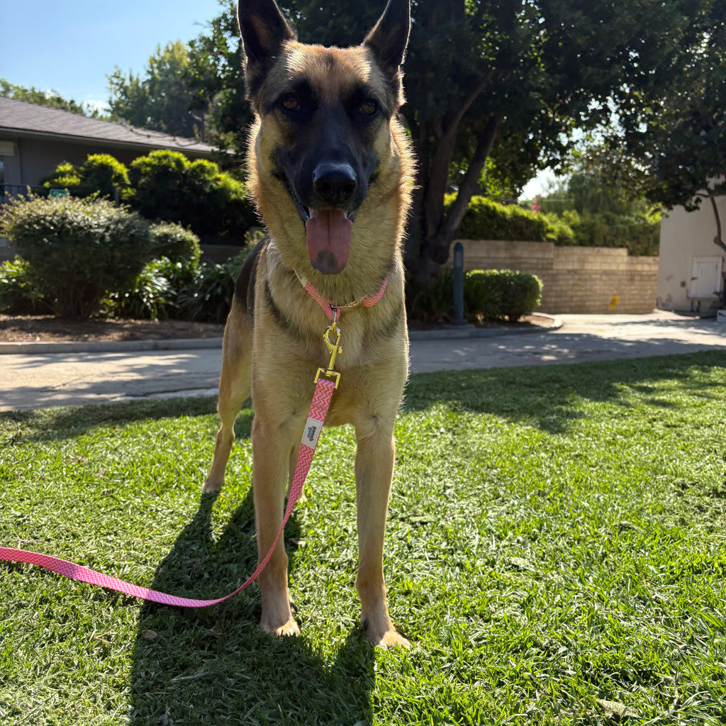 Ziggy Pink Collar Walk Set