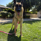 Ziggy Pink Collar Walk Set