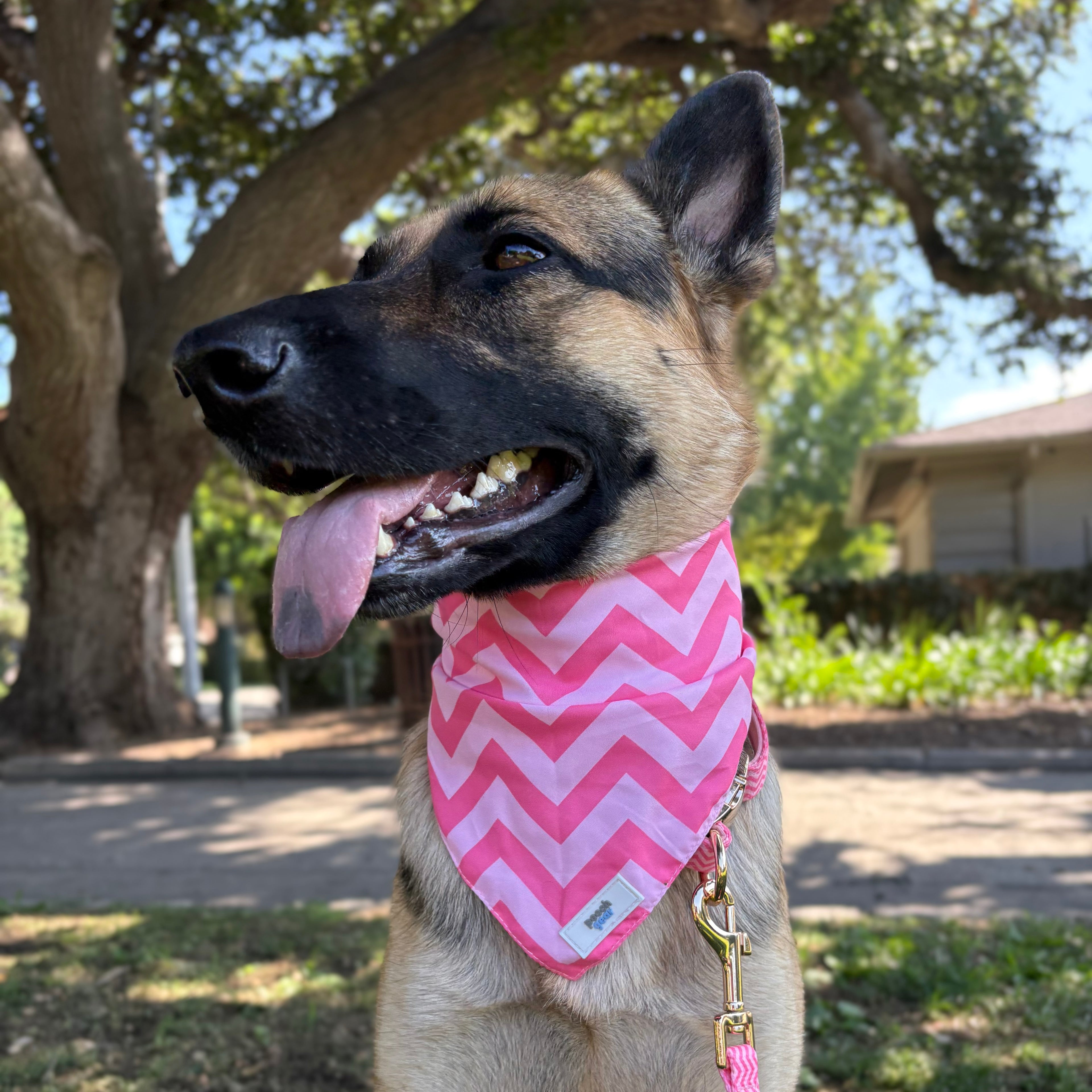 Ziggy Pink Dog Bandana