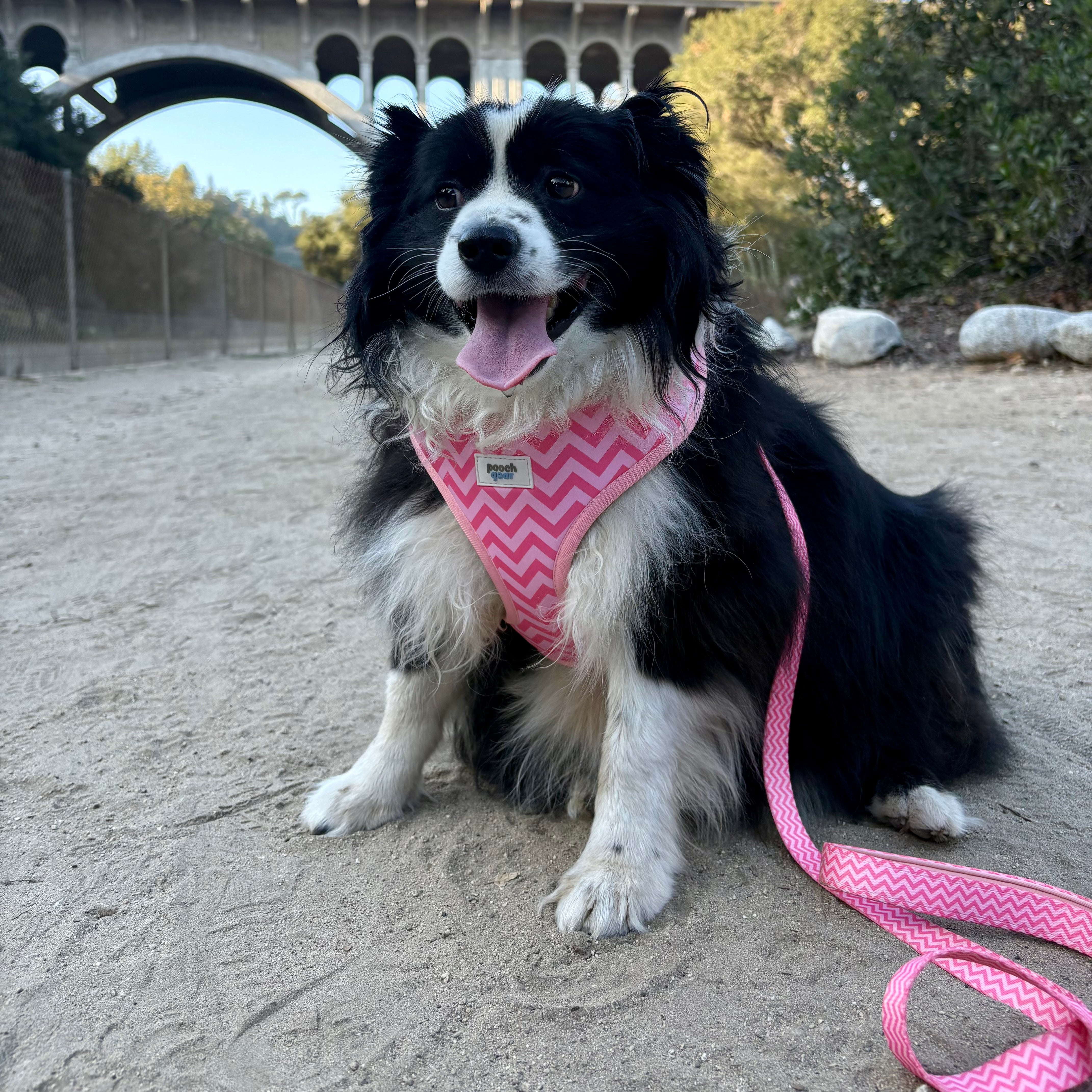 Ziggy Pink Harness Walk Set
