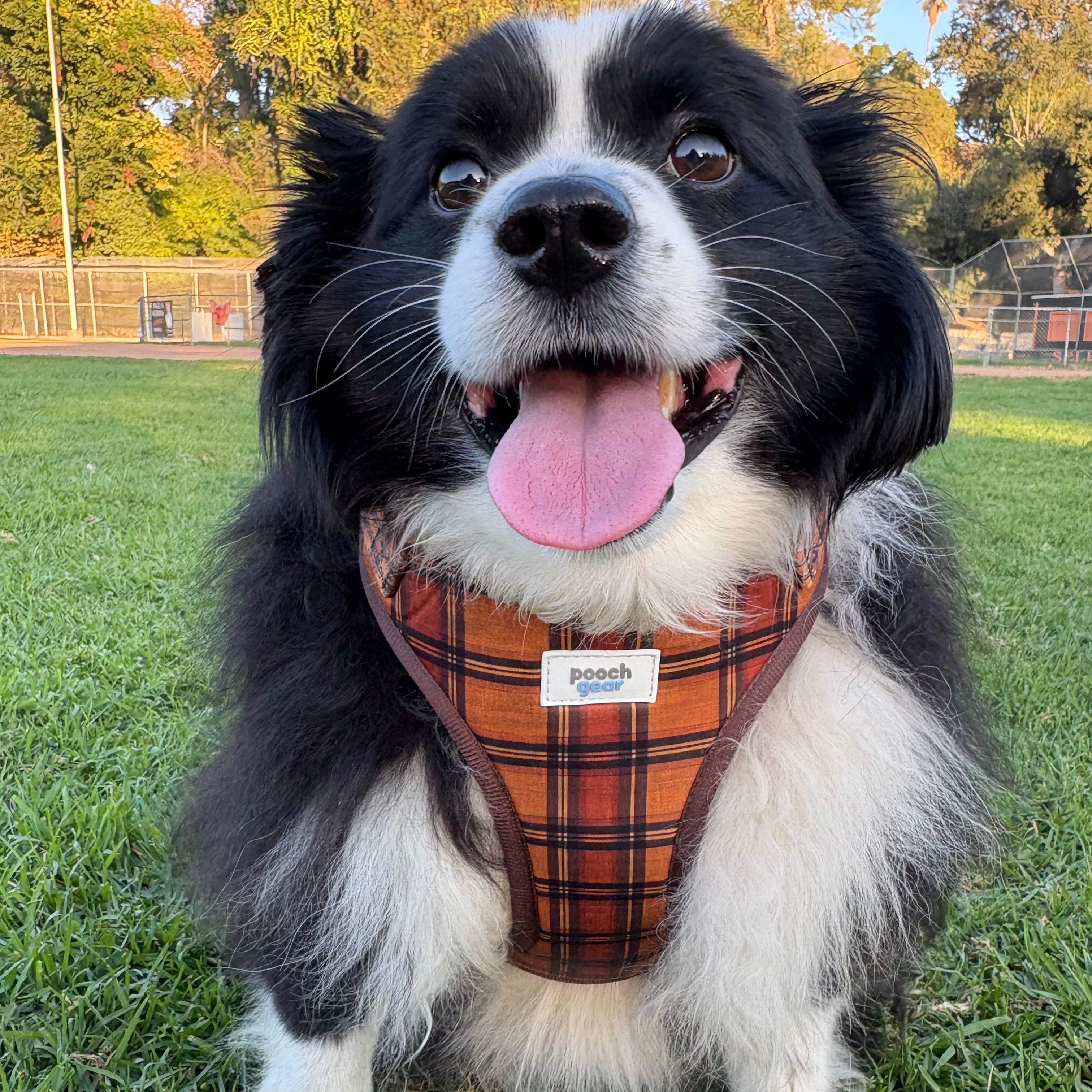 Chestnut Checks Dog Harness