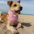 Pawfect Love Dog Bandana